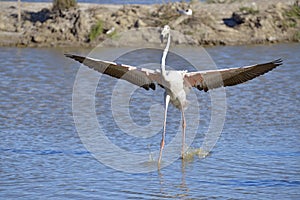 Flamingo wings spread in Camargue