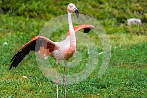 Flamingo with wings spread out