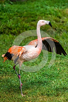 Flamingo with wings spread out