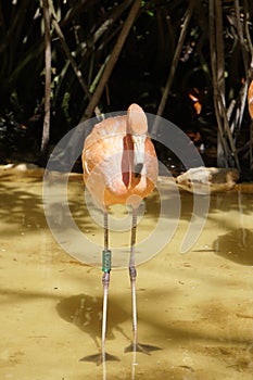 Flamingo in Yucatan Peninsula, Mexico photo