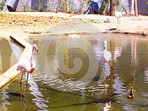 Flamingo in zoo