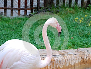 Flamingo in zoo