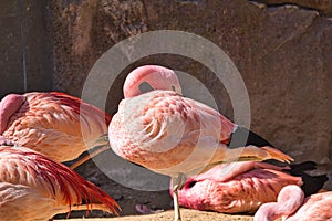 flamingo at the zoo berlin in germany