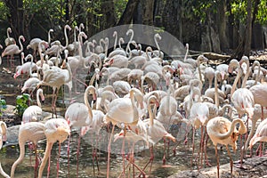 Flamingo in the Zoo Thailand