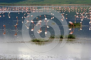 Flamingoes