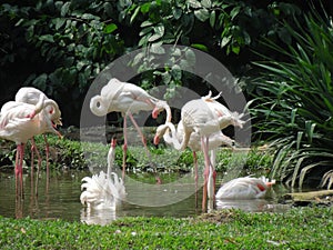 Flamingoes