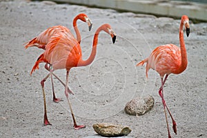 Flamingoes