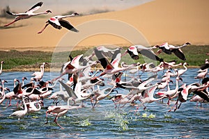 Flamingoes at bird paradise, walvis bay