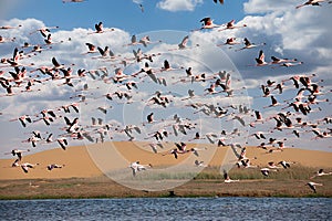 Flamingoes at bird paradise, walvis bay, namibia