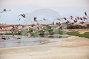 Flamingoes in Bird Paradise, Walvus Bay, Namibia