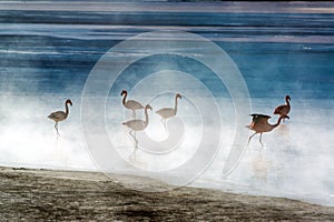 Flamingoes in Bolivia photo