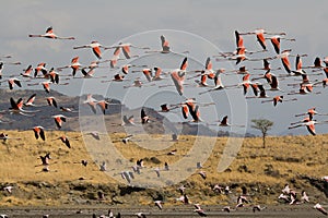 Flamingoes flying at the Natron Lake in Tanzania