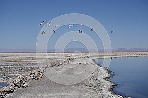 Flamingoes flying over Los Flamencos National Reserve, Chile.