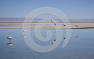 Flamingoes flying over Los Flamencos National Reserve, Chile.