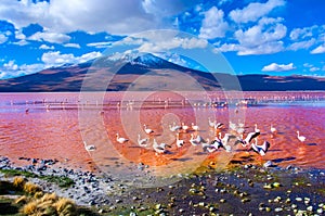 Flamingoes in Laguna Colorada , Bolivia