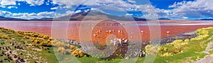 Flamingoes in Laguna Colorada , Bolivia photo