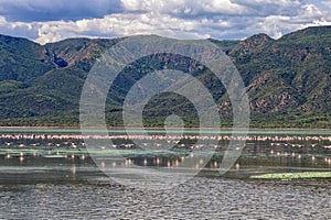 Flamingoes on Lake Bogoria