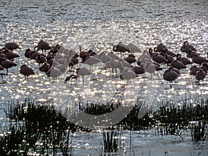 Flamingoes in Lake Elmentaita