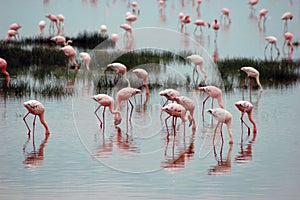 Flamingoes in lake in Tanzania, Africa