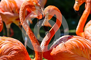 Flamingoes love