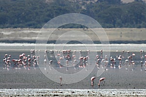 Flamingoes - Ngorongoro Crater, Tanzania, Africa