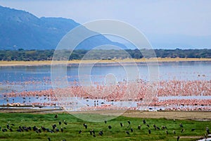 Flamingoes and other birds at the north end of Lake Manyara