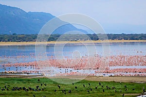 Flamingoes and other birds at the north end of Lake Manyara photo