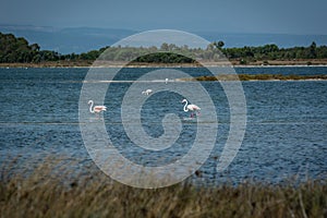 Flamingoes in a pond walking