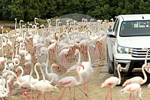 Flamingoes in Ras Al Khor Wildlife Sanctuary, Ramsar Site, Flamingo hide2, Dubai, United Arab Emirates