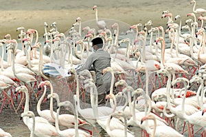 Flamingoes in Ras Al Khor Wildlife Sanctuary, Ramsar Site, Flamingo hide2, Dubai, United Arab Emirates