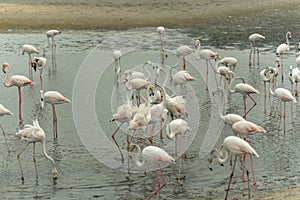 Flamingoes in Ras Al Khor Wildlife Sanctuary, Ramsar Site, Flamingo hide2, Dubai, United Arab Emirates