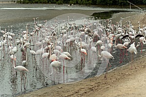 Flamingoes in Ras Al Khor Wildlife Sanctuary, Ramsar Site, Flamingo hide2, Dubai, United Arab Emirates