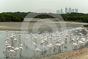 Flamingoes in Ras Al Khor Wildlife Sanctuary, Ramsar Site, Flamingo hide2, Dubai, United Arab Emirates