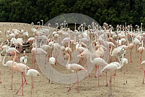 Flamingoes in Ras Al Khor Wildlife Sanctuary, Ramsar Site, Flamingo hide2, Dubai, United Arab Emirates