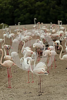 Flamingoes in Ras Al Khor Wildlife Sanctuary, Ramsar Site, Flamingo hide2, Dubai, United Arab Emirates