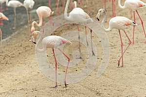 Flamingoes in Ras Al Khor Wildlife Sanctuary, Ramsar Site, Flamingo hide2, Dubai, United Arab Emirates