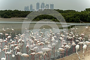 Flamingoes in Ras Al Khor Wildlife Sanctuary, Ramsar Site, Flamingo hide2, Dubai, United Arab Emirates