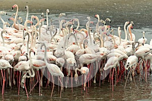 Flamingoes in Ras Al Khor Wildlife Sanctuary, Ramsar Site, Flamingo hide2, Dubai, United Arab Emirates