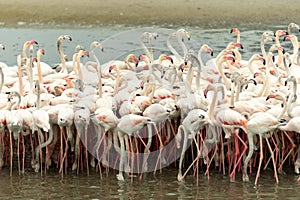 Flamingoes in Ras Al Khor Wildlife Sanctuary, Ramsar Site, Flamingo hide2, Dubai, United Arab Emirates