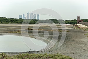 Flamingoes in Ras Al Khor Wildlife Sanctuary, Ramsar Site, Flamingo hide2, Dubai, United Arab Emirates