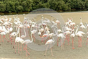 Flamingoes in Ras Al Khor Wildlife Sanctuary, Ramsar Site, Flamingo hide2, Dubai, United Arab Emirates