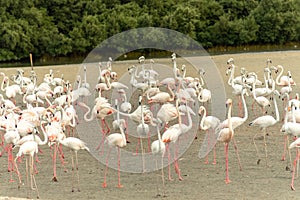 Flamingoes in Ras Al Khor Wildlife Sanctuary, Ramsar Site, Flamingo hide2, Dubai, United Arab Emirates