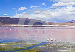 FLAMINGOES AT RED LAGOON, BOLIVIA