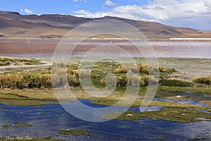 FLAMINGOES AT RED LAGOON, BOLIVIA