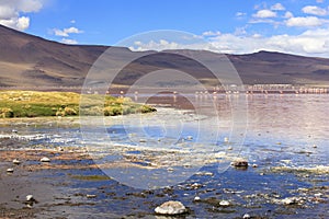 FLAMINGOES AT RED LAGOON, BOLIVIA