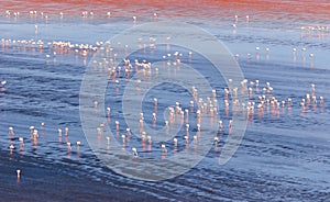 Flamingoes in Red Lagoon Red Lake, Eduardo Avaroa andean fauna National Reserve, Bolivia photo