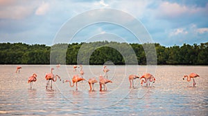 Flamingoes at Rio Lagartos Biosphere Reserve