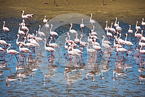 Flamingoes at Rio Lagartos Biosphere Reserve