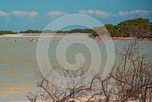 Flamingoes at Rio Lagartos Biosphere Reserve, Yucatan, Mexico