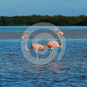 Flamingoes at Rio Lagartos Biosphere Reserve, Yucatan, Mexico